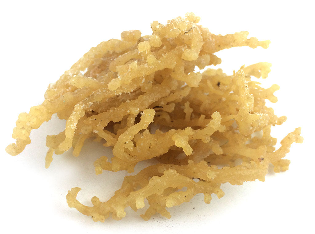 Irish Moss Light, Whole, Wild Harvested
