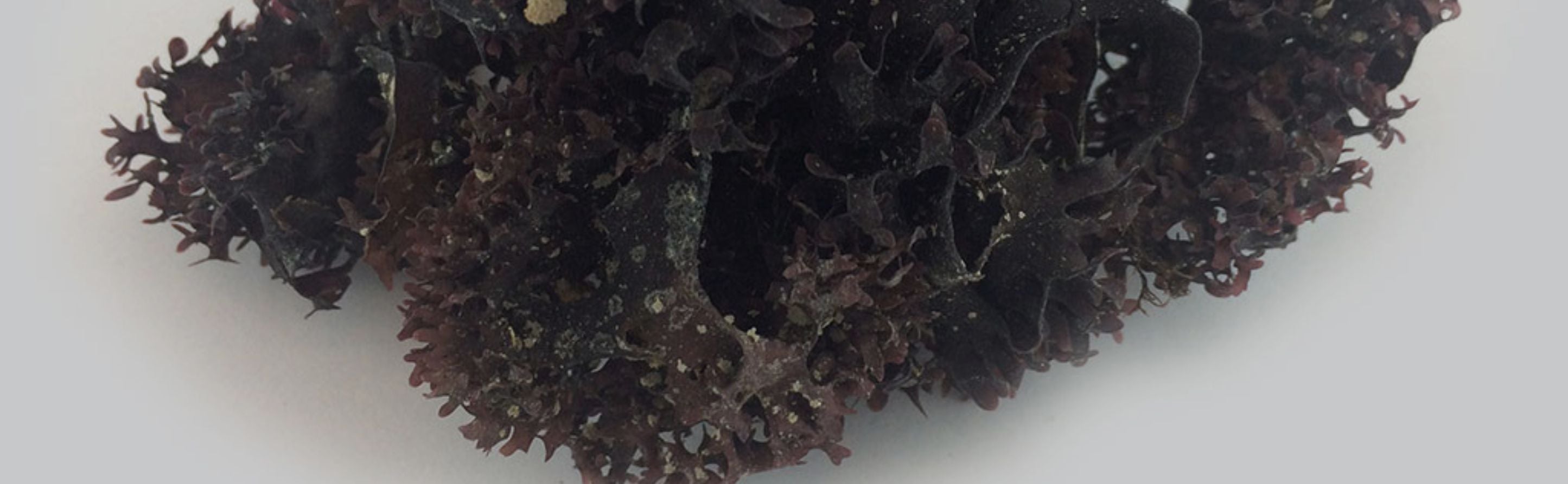 Sea Vegetables